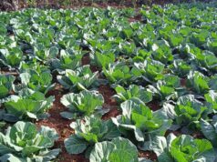 K42 Billion Finance Fund is Transforming Rural Malawi